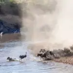 Maasai Mara: The Ultimate Safari Experience for Corporate Retreats & Luxury Travel in Kenya